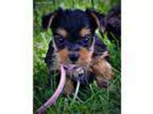 Yorkshire Terrier Puppy for sale in Piney Flats, TN, USA