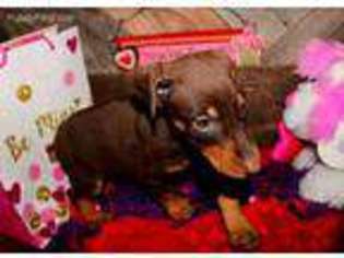 Doberman Pinscher Puppy for sale in Hartford City, IN, USA