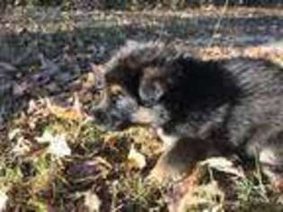German Shepherd Dog Puppy for sale in Chesapeake, VA, USA