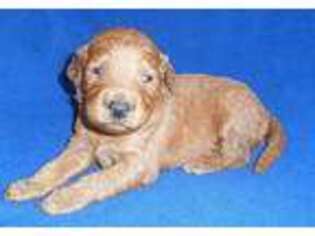 Goldendoodle Puppy for sale in Butler, OH, USA