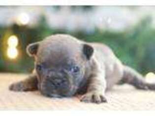 French Bulldog Puppy for sale in Fairland, OK, USA