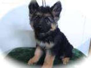 Mutt Puppy for sale in Palos Hills, IL, USA