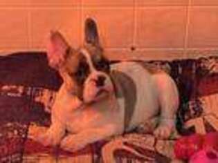 French Bulldog Puppy for sale in Clayton, IL, USA