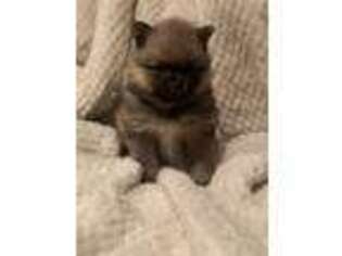 Pomeranian Puppy for sale in Ijamsville, MD, USA