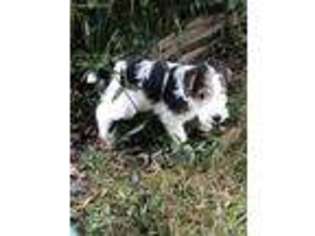 Mutt Puppy for sale in Smithville, OK, USA