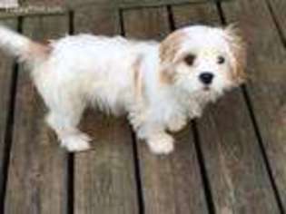 Cavapoo Puppy for sale in Hickman, TN, USA