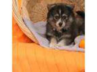 Mutt Puppy for sale in New Enterprise, PA, USA