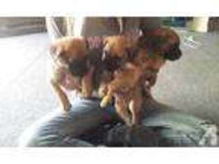 Mastiff Puppy for sale in EL RENO, OK, USA