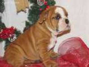 Bulldog Puppy for sale in Womelsdorf, PA, USA