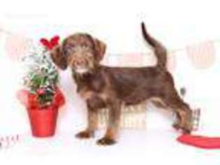 Labradoodle Puppy for sale in Naples, FL, USA