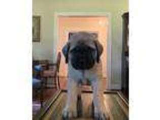 Mastiff Puppy for sale in Henderson, KY, USA