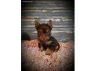 Yorkshire Terrier Puppy for sale in Idabel, OK, USA