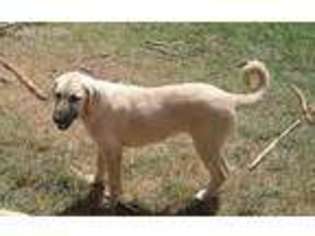 Medium Photo #1 Anatolian Shepherd Puppy For Sale in Hiram, GA, USA