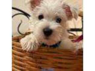 West Highland White Terrier Puppy for sale in Auburndale, FL, USA