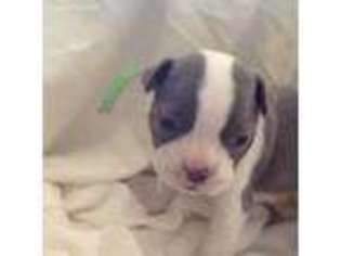Boston Terrier Puppy for sale in Wrightwood, CA, USA