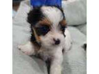Biewer Terrier Puppy for sale in Eagle Pass, TX, USA