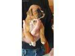 Medium Photo #1 Boxer Puppy For Sale in Homer Glen, IL, USA