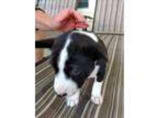 Basenji Puppy for sale in Davenport, FL, USA