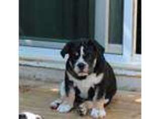 Bulldog Puppy for sale in Aurora, CO, USA