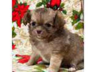 Chihuahua Puppy for sale in Lebanon, MO, USA