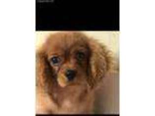 Cavalier King Charles Spaniel Puppy for sale in Knoxville, TN, USA