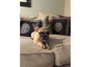 French Bulldog Puppy for sale in Silver Spring, MD, USA