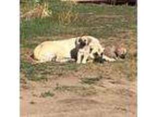 Anatolian Shepherd Puppy for sale in Hammond, MT, USA