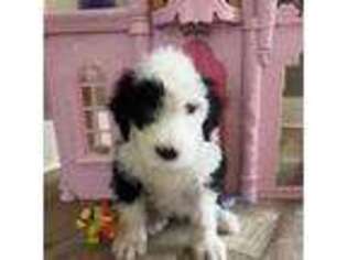 Goldendoodle Puppy for sale in Lake Elsinore, CA, USA