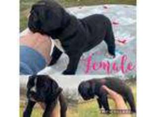 Olde English Bulldogge Puppy for sale in Denison, TX, USA