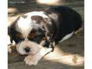 Cavalier King Charles Spaniel Puppy for sale in Noble, OK, USA