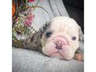 Bulldog Puppy for sale in Wooldridge, MO, USA