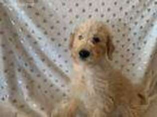 Goldendoodle Puppy for sale in Atlanta, GA, USA