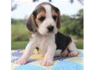 Beagle Puppy for sale in Lamar, MO, USA