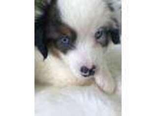 Miniature Australian Shepherd Puppy for sale in Holly Hill, SC, USA