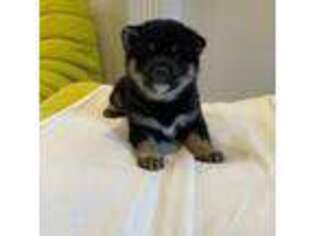 Shiba Inu Puppy for sale in Brookline, MA, USA