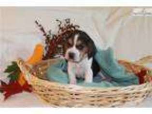 Beagle Puppy for sale in Fort Wayne, IN, USA