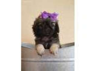 Pekingese Puppy for sale in Forest Grove, OR, USA