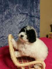Mutt Puppy for sale in Mount Juliet, TN, USA