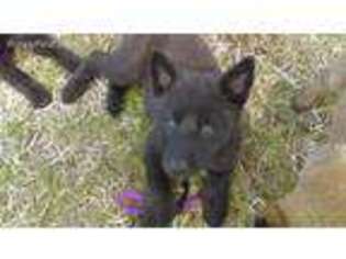 Dutch Shepherd Dog Puppy for sale in Seagrove, NC, USA