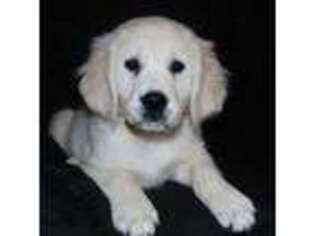 Golden Retriever Puppy for sale in Buckingham, VA, USA