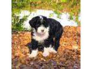 Portuguese Water Dog Puppy for sale in Ash Flat, AR, USA