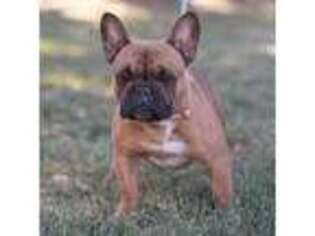 French Bulldog Puppy for sale in Laporte, CO, USA