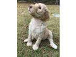 Labradoodle Puppy for sale in Eastover, SC, USA