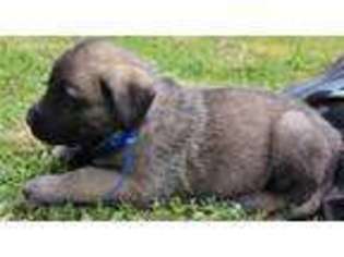 Mutt Puppy for sale in White City, OR, USA