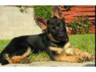 German Shepherd Dog Puppy for sale in Findlay, OH, USA
