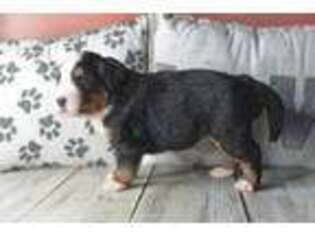 Bernese Mountain Dog Puppy for sale in Success, MO, USA