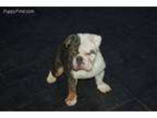 Bulldog Puppy for sale in Cool, CA, USA