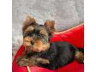 Yorkshire Terrier Puppy for sale in Bloomfield Township, MI, USA