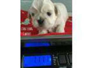 Mutt Puppy for sale in Tustin, CA, USA
