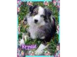 Miniature Australian Shepherd Puppy for sale in Whitwell, TN, USA